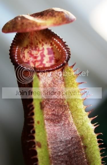 izumeaextrusmadiensis5.jpg