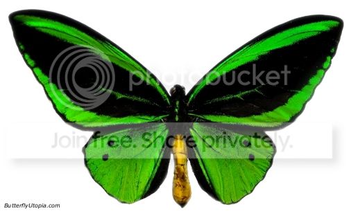 157-green_birdwing_butterfly.jpg