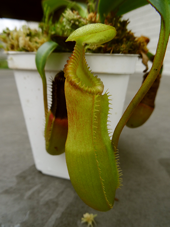 nepenthes-edwardsiana-medium.jpg