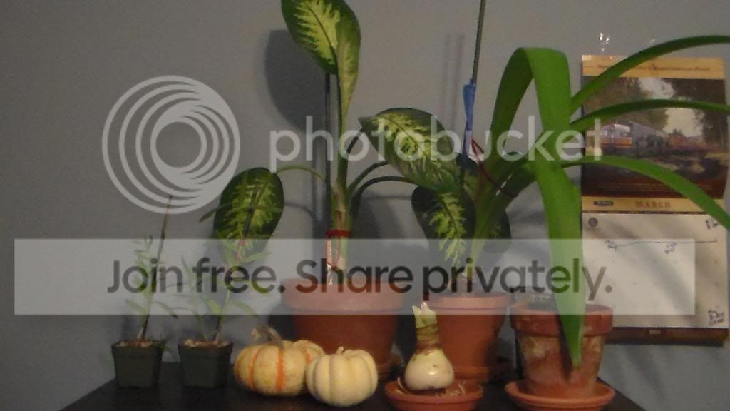 SAM_2514_zps37d54e93.jpg
