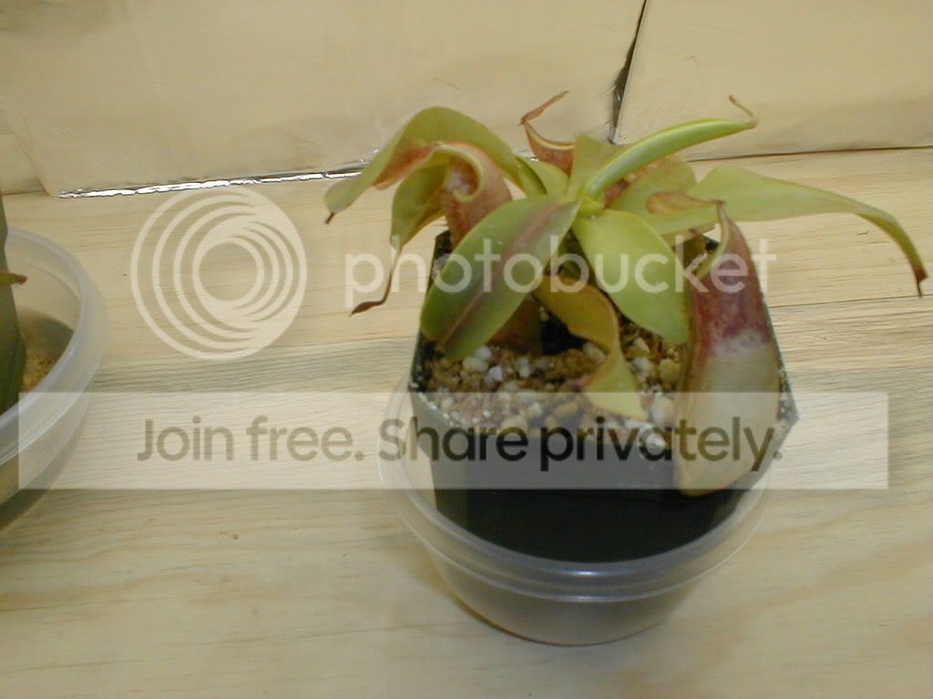 P6120008.jpg