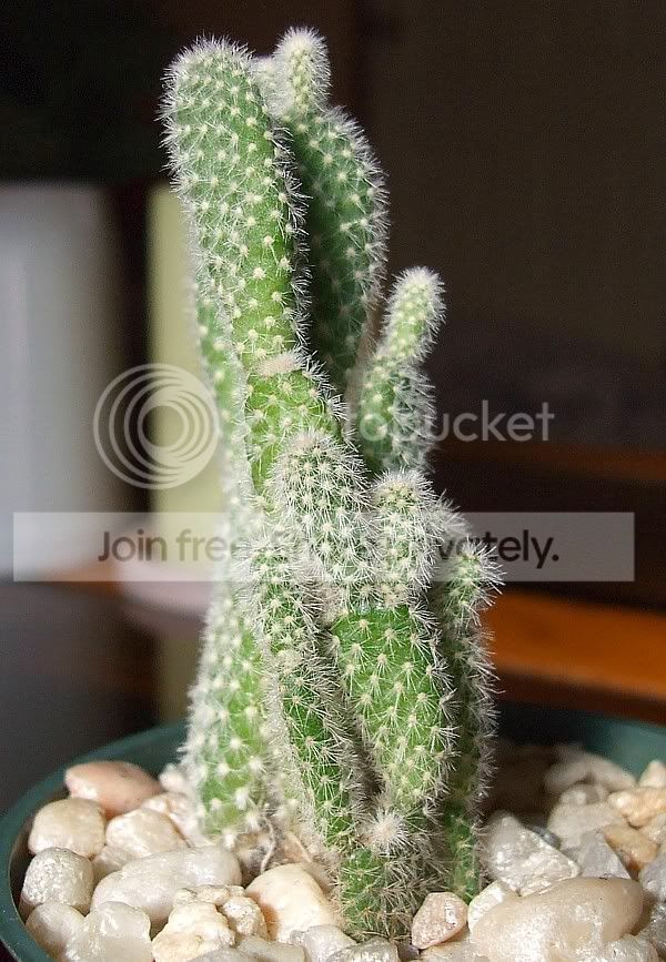 Cactiandsucculents3008.jpg