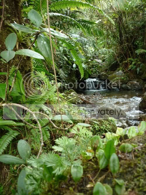 elYunque-smallcreek2RS.jpg