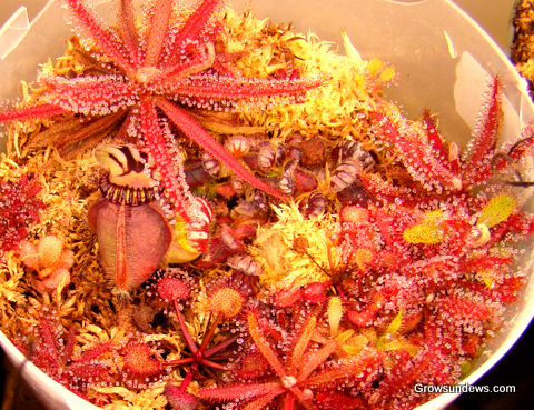 Cephalotus_pot_med.JPG