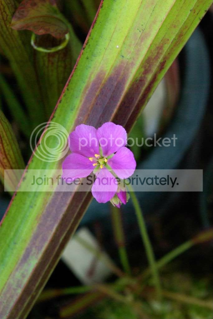 IMGP1108.jpg