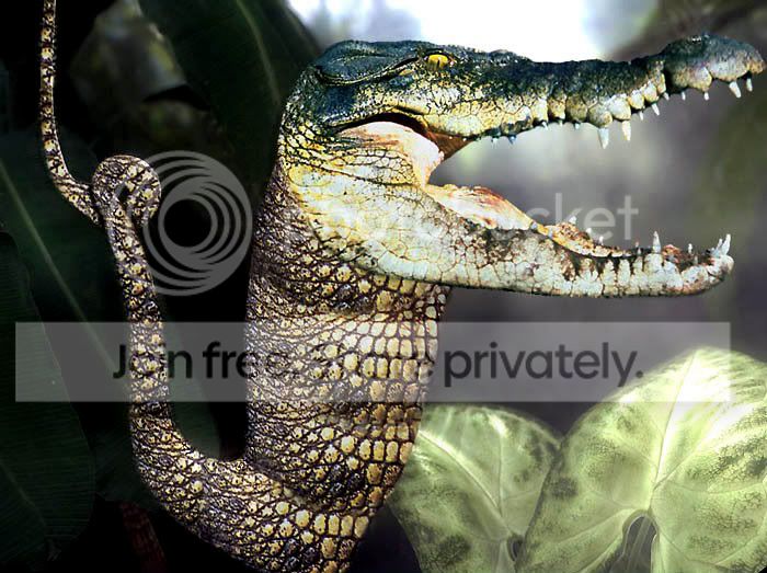Crocodilia-Nepenthes--13527.jpg