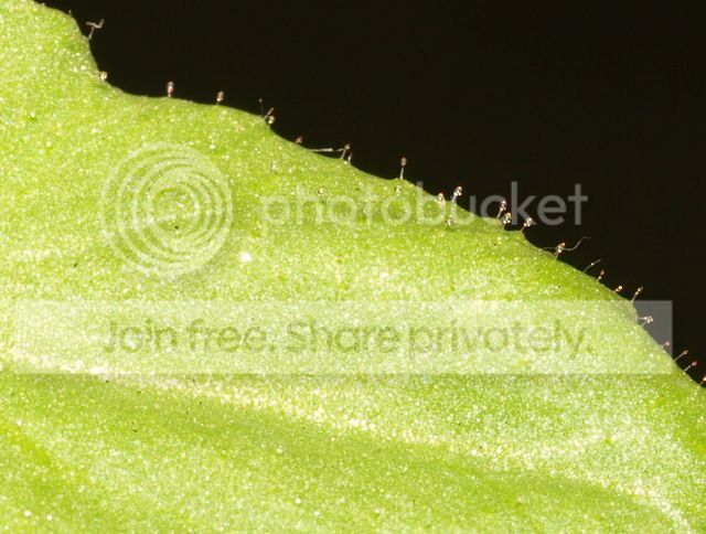 Stylidium_semipartitum_leaf.jpg
