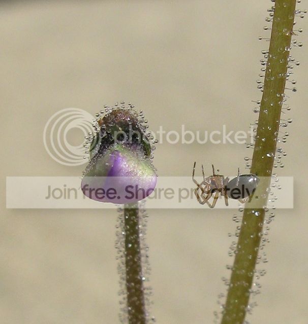 IMG_9546-P-heterophylla-flower-July-27-2012.jpg
