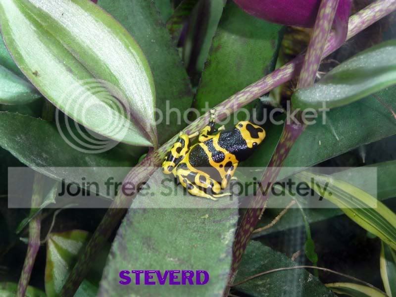 frogs-3.jpg