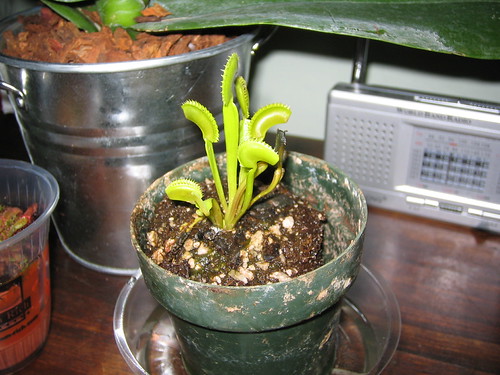 200101246_f93cc5f516.jpg