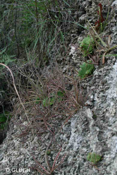 medusina.jpg