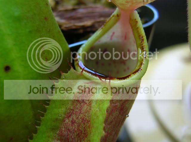 DSCN4539.jpg