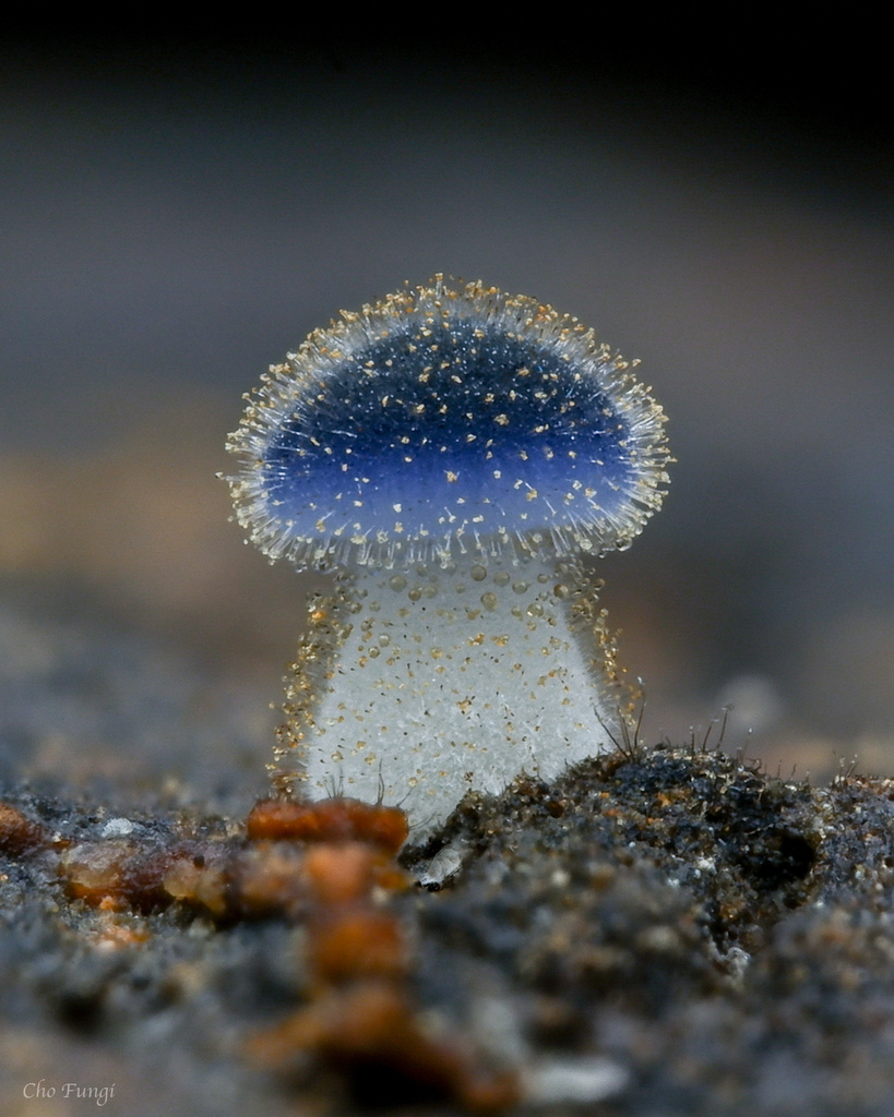 www.inaturalist.org