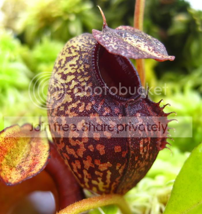 Naristolochioides1.jpg