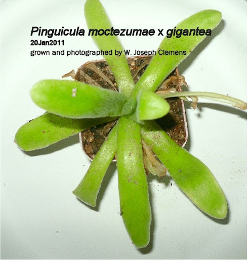 P_m_x_g_Jan2011.jpg