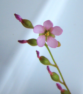 natalensis_flower.JPG