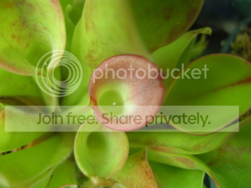 DSCN6615.jpg