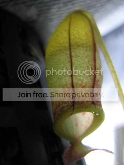IMG_6879_zps5a08f9ce.jpg