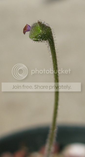 -P-heterophylla-seedpod-July-31-2012.jpg