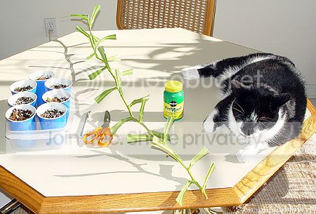 cutting_helper.jpg