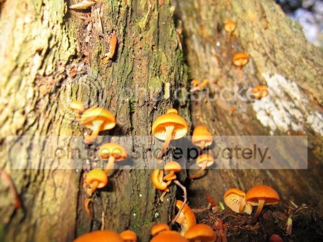 shrooms.jpg