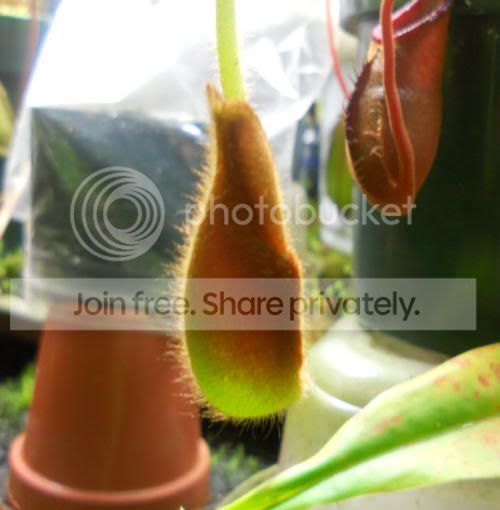 Nvetchii_6-30-11.jpg