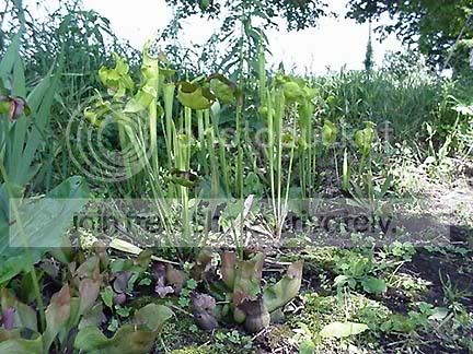 sarracenia-bog.jpg