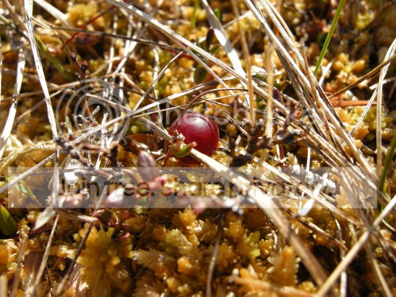 DSCN5942.jpg