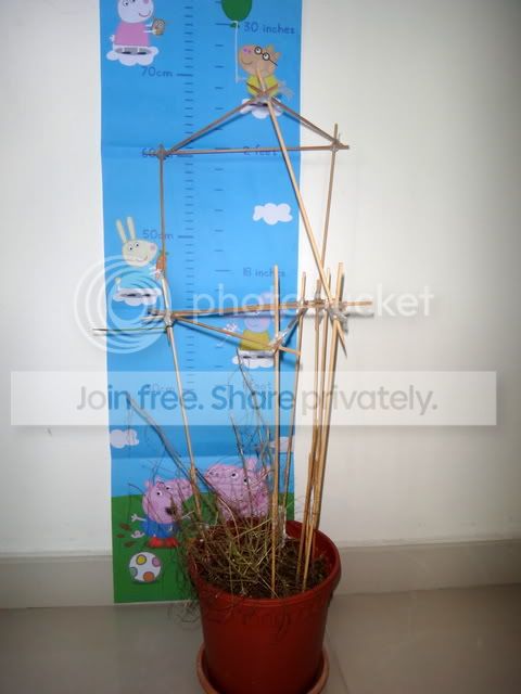 byblis_guehoi_cuttings_taken.jpg