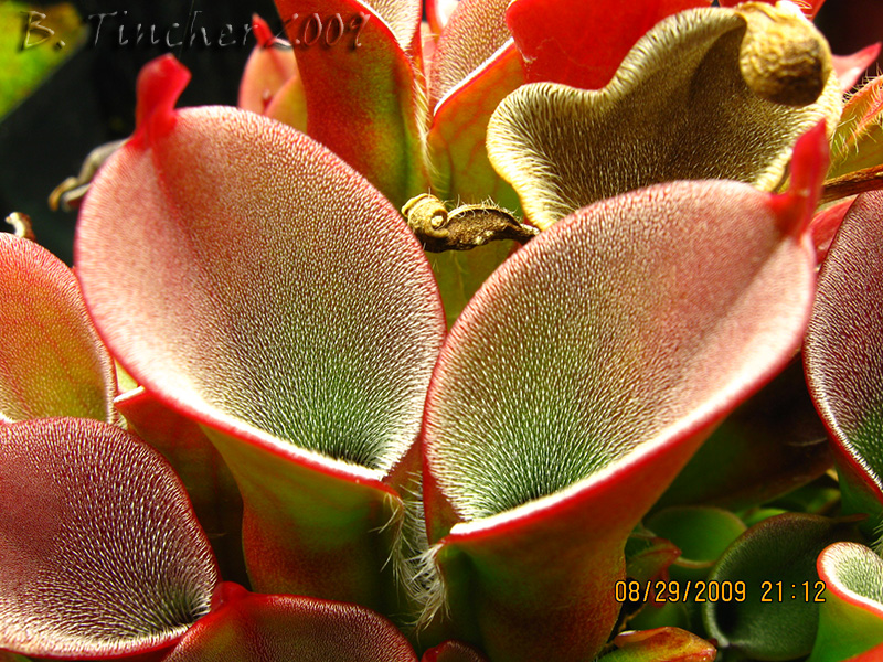 pulchella0809.jpg