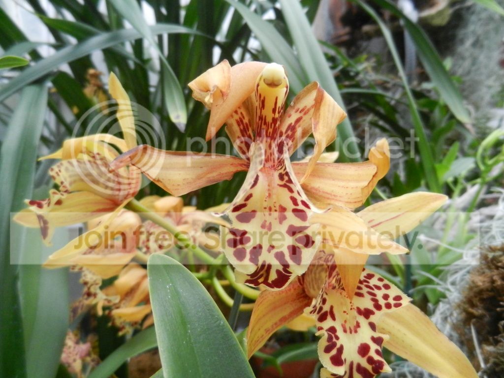 UNCCGreenhouse005.jpg