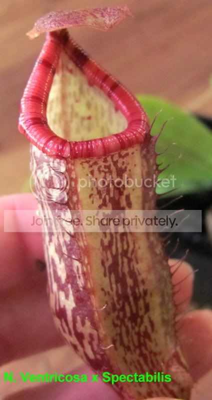 ventricosaspectabilis.jpg