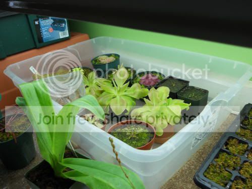 butterworts_2-1-11.jpg