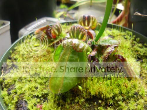 cephalotus_5-15-11.jpg