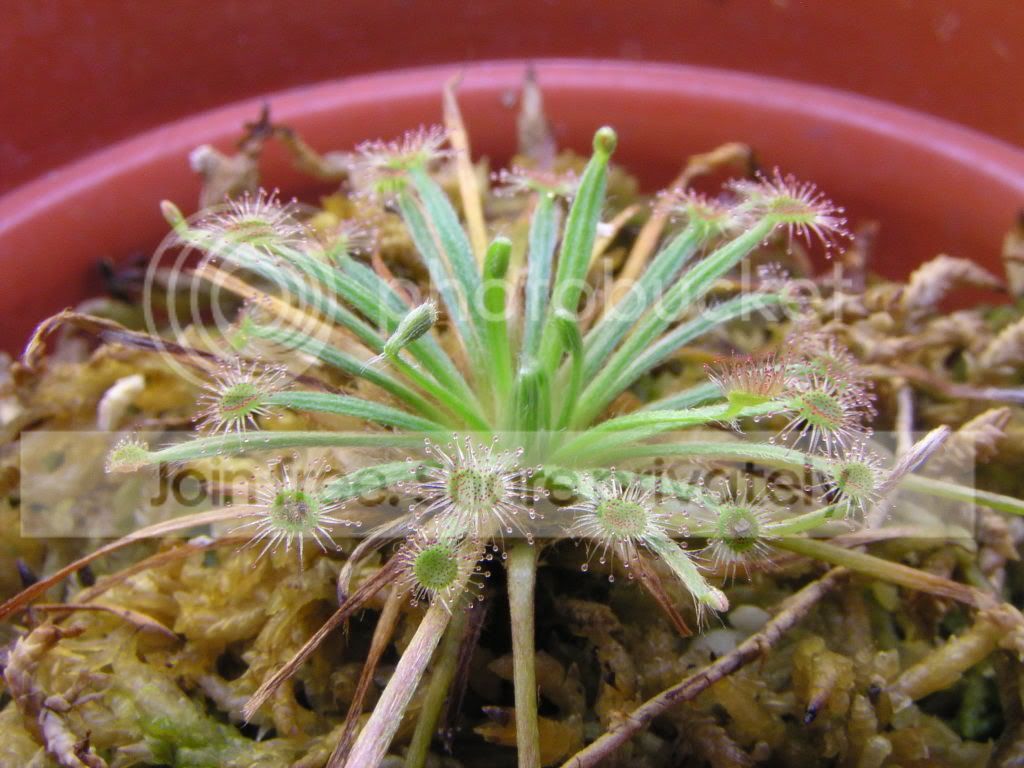 petiolaris_trffid_all_red.jpg