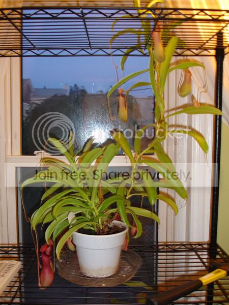 ventrata1.jpg