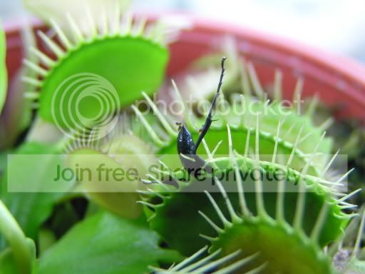 VFT_prey.jpg
