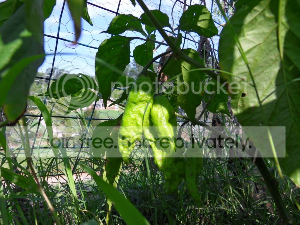 SDC10891.jpg