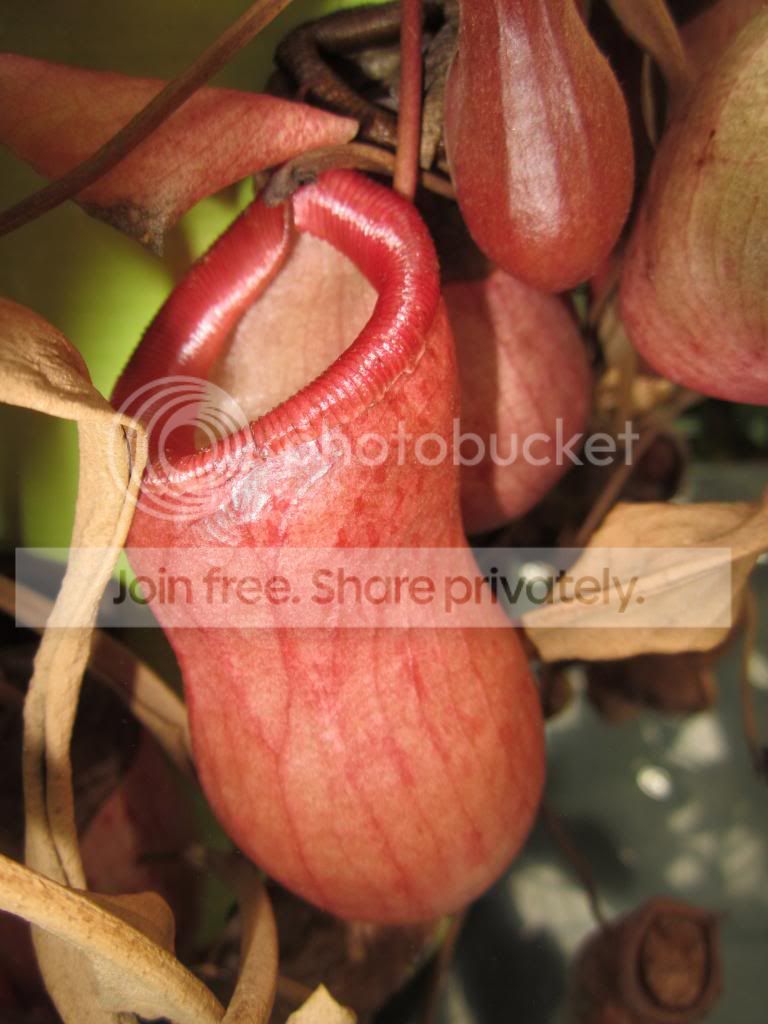 IMG_1126_zps564bd1e1.jpg