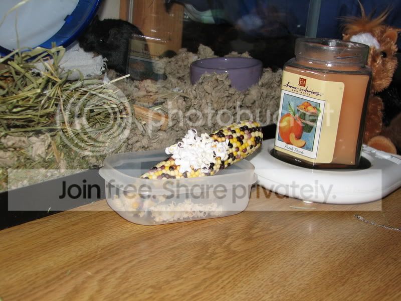 gerbil_008.jpg