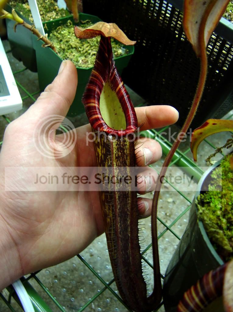Spectabilis003.jpg