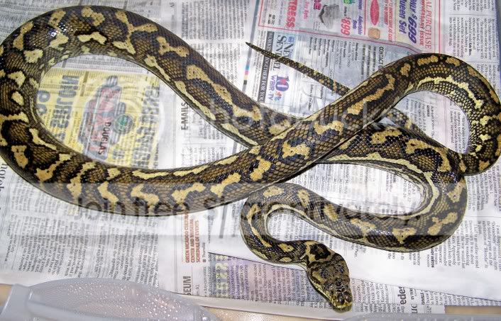 Carpetpython3.jpg