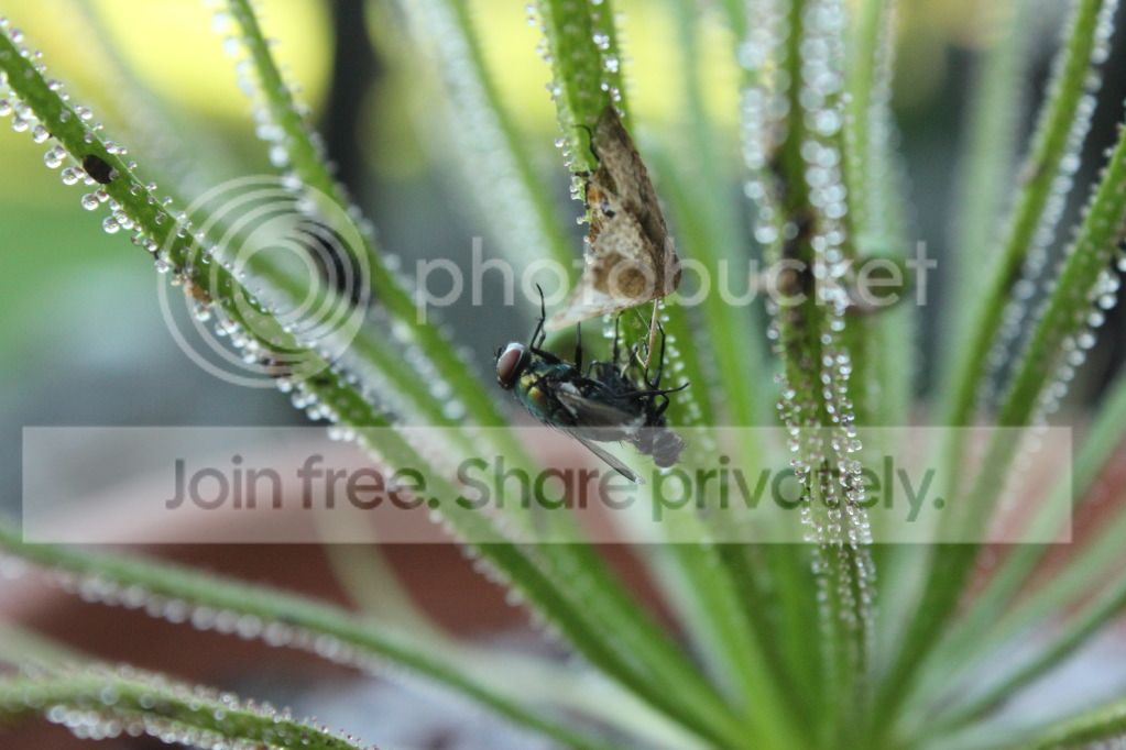 IMG_8386_zps9ecd4707.jpg