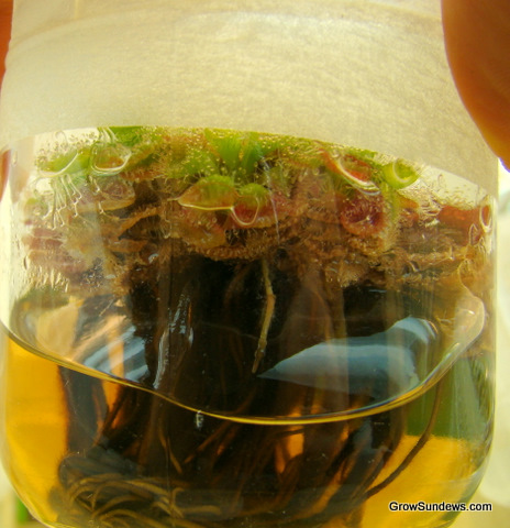 Sessifolia_tissue_culture_post.JPG