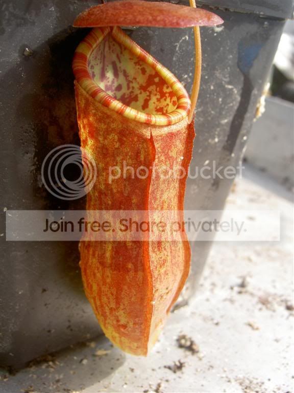 Nepenthesxmastersianavarpurpurea060.jpg