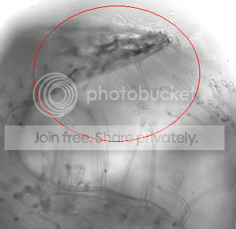 quelchi-skiier.png
