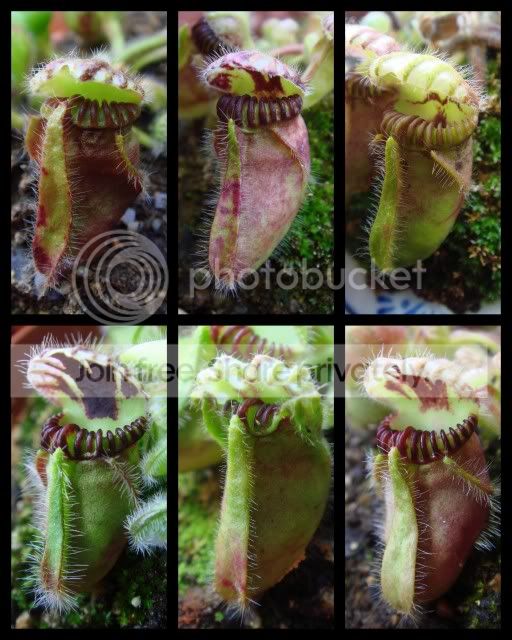 cephalotus_collage1.jpg