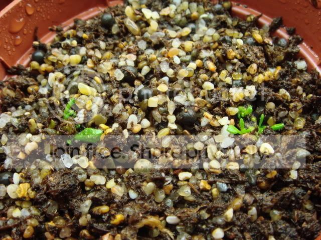 ceph_rhizomes_orientation.jpg