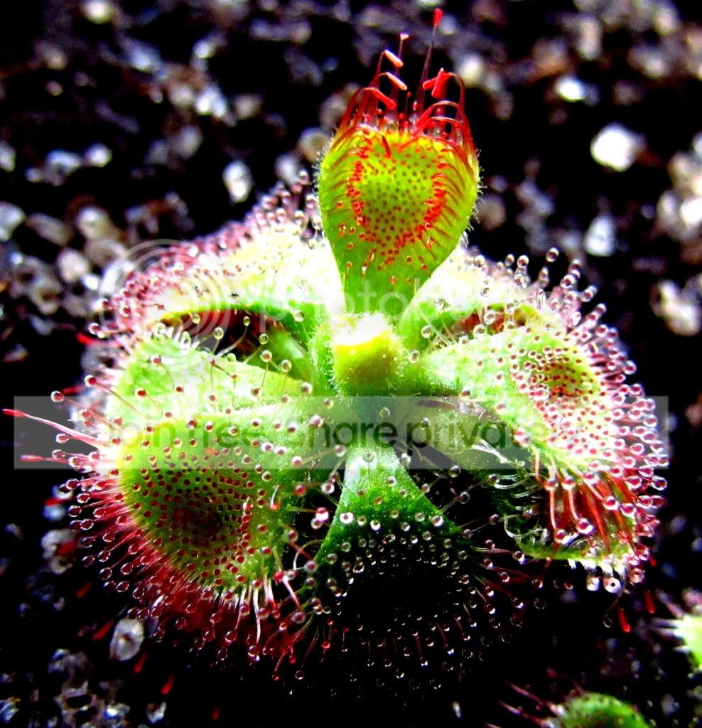 sundews006.jpg