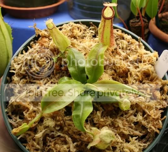 bigseedling3.jpg